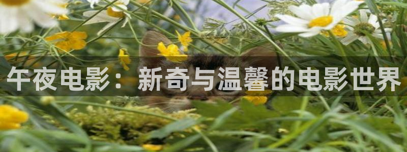 麻豆电影在线观看免费高清下载